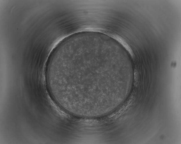 X0000097620972200803281032