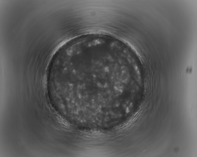 X0000097620975200803281032