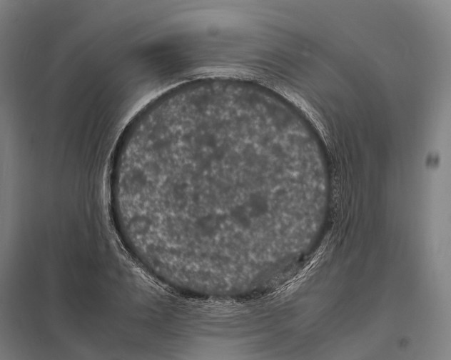 X0000097620983200803281032