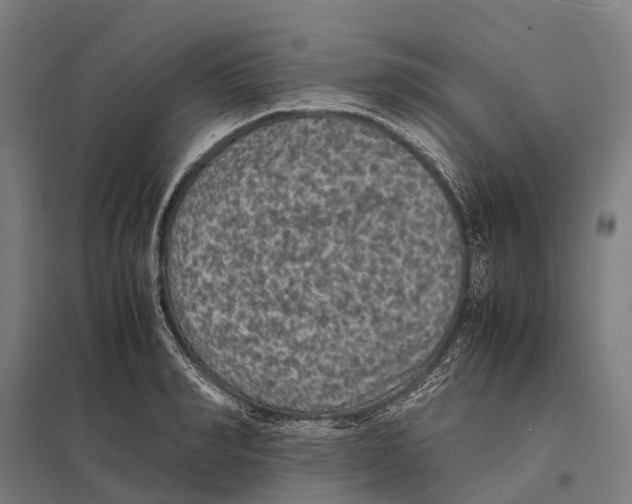 X0000097620990200803281032