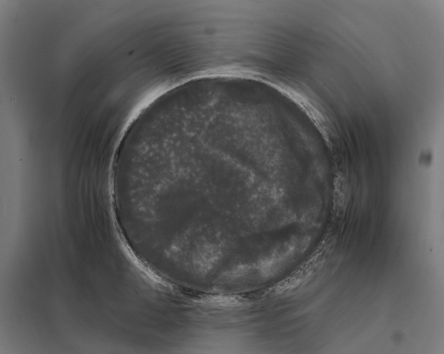 X0000097620998200803281032