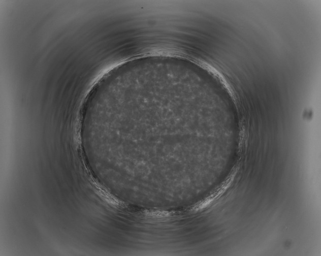 X0000097621019200803281031