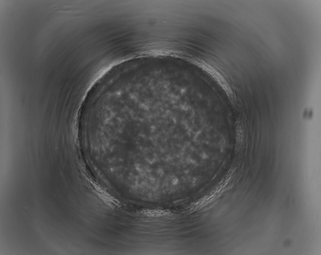 X0000097621023200803281031