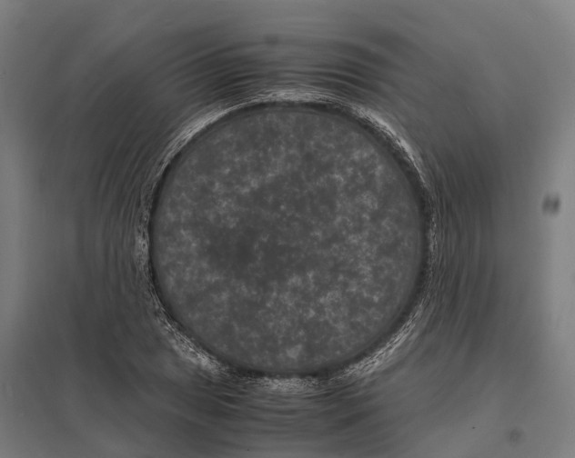 X0000097621025200803281032