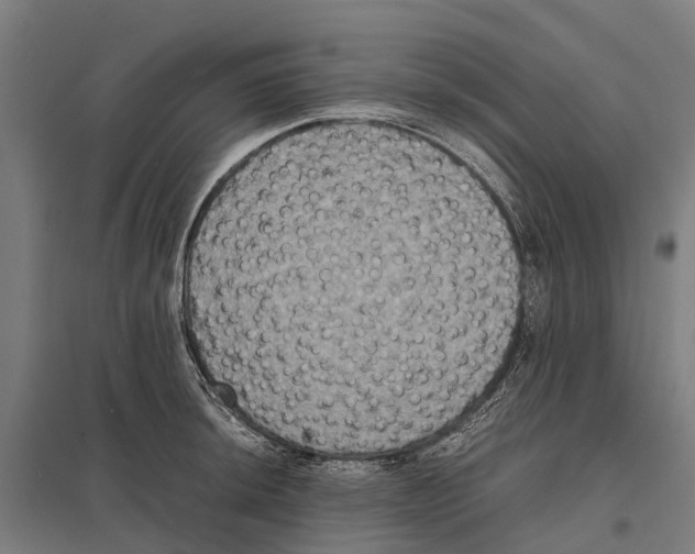 X0000097621044200803281032