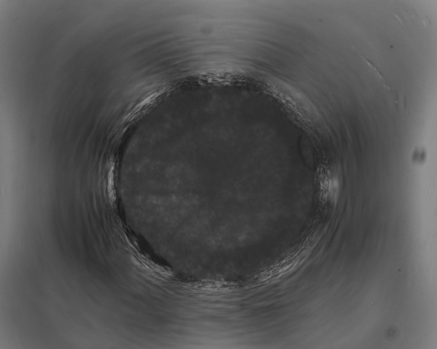 X0000097621060200803281031