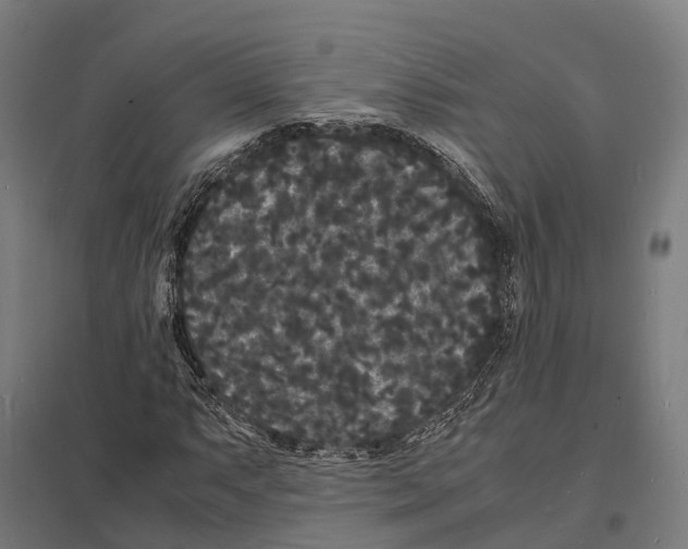X0000097621063200803281031