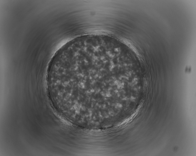 X0000097621071200803281031