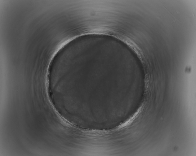 X0000097621077200803281031