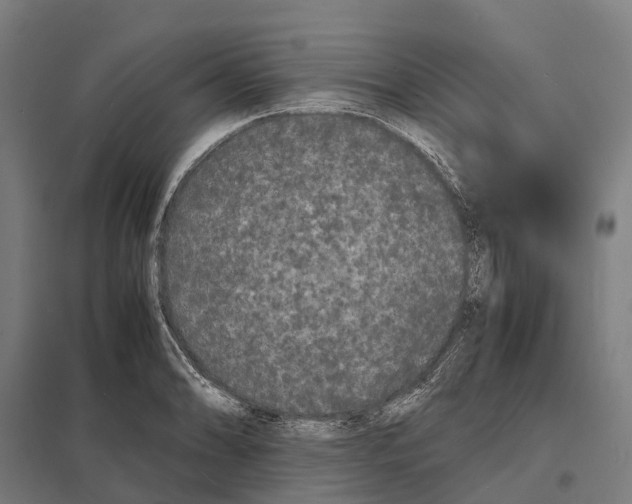 X0000097621086200803281031