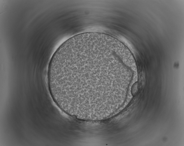 X0000097621103200803281031