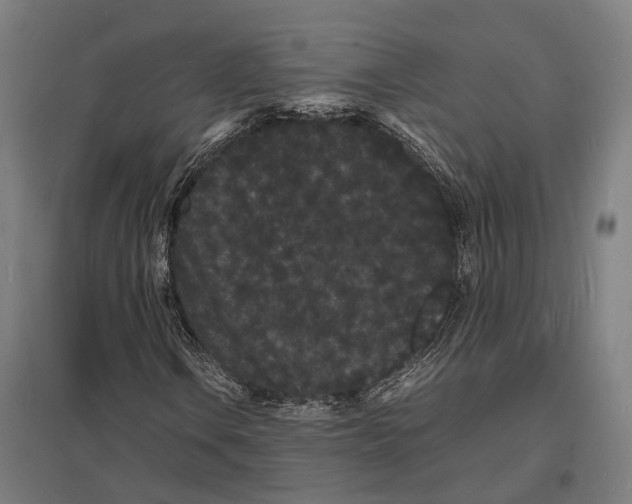 X0000097621106200803281030