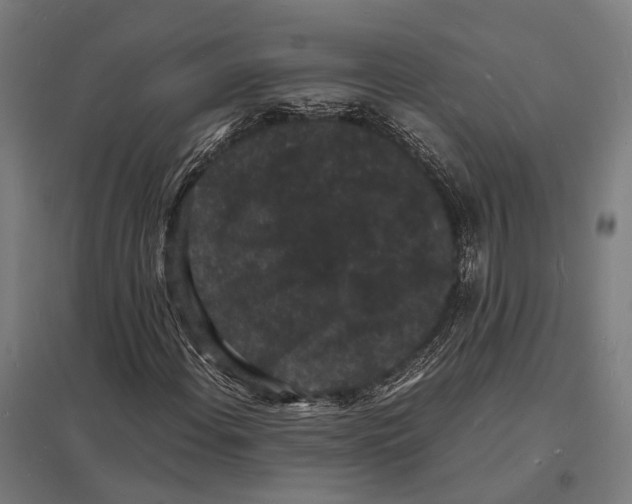 X0000097621108200803281030