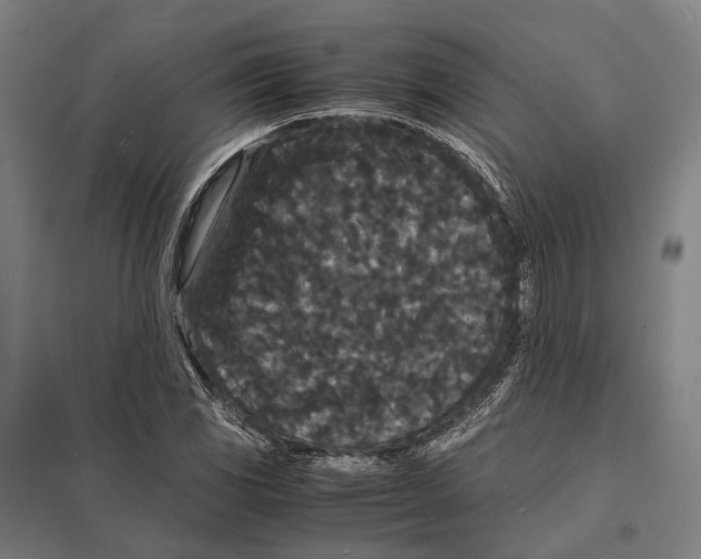 X0000097621117200803281030