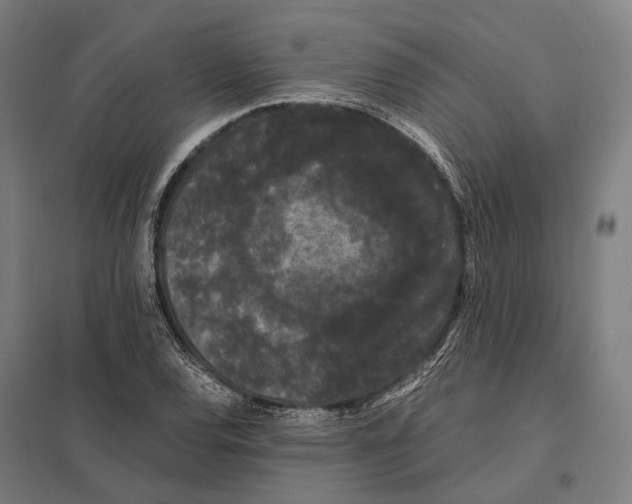 X0000097621120200803281030