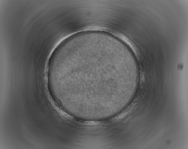 X0000097621124200803281030