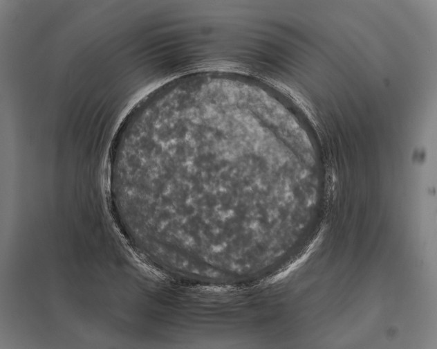 X0000097621125200803281030