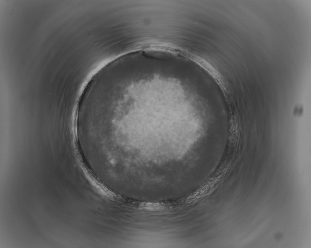 X0000097621128200803281030
