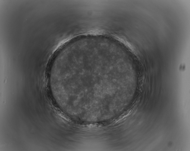 X0000097621160200803281030