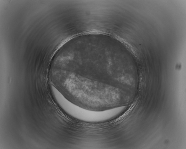 X0000097621170200803281030
