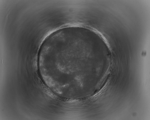 X0000097621174200803281030