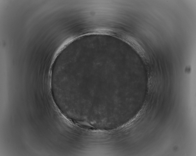 X0000097621180200803281030