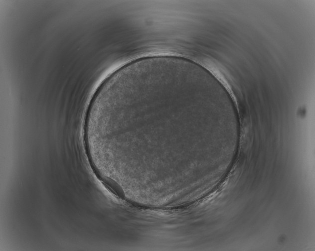X0000097621197200803281029