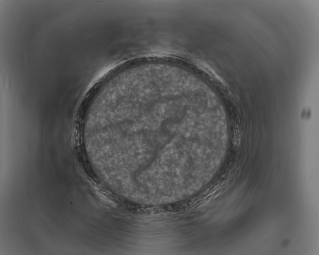 X0000097621208200803281029