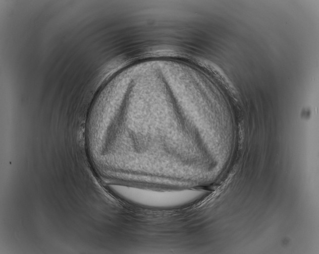 X0000097621225200803281029