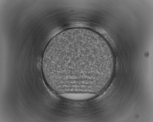 X0000097621233200803281029