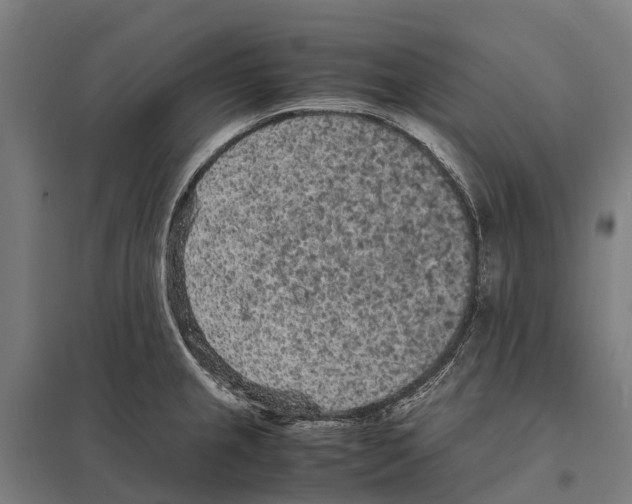 X0000097621237200803281029