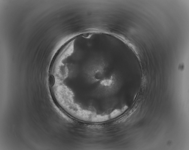 X0000097621239200803281029
