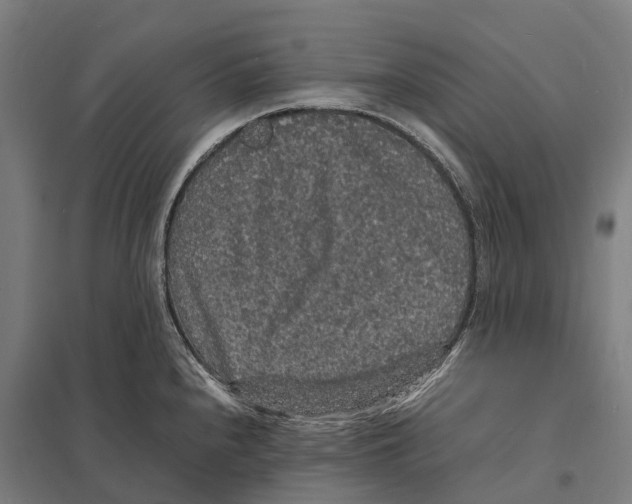 X0000097621240200803281029
