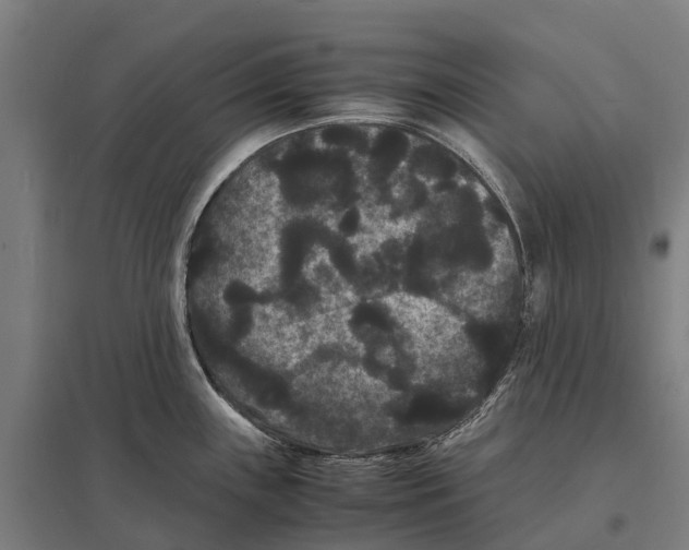 X0000097621243200803281029