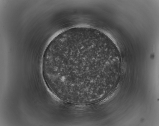 X0000097621245200803281029