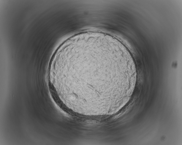 X0000097621247200803281029