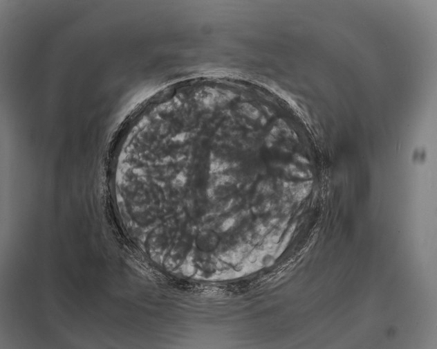 X0000097621263200803281028