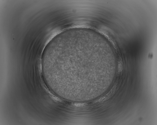 X0000097621274200803281028