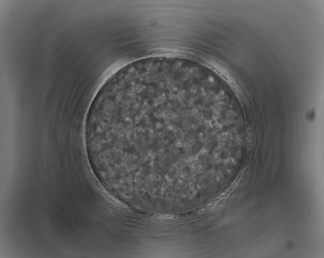 X0000097621283200803281028