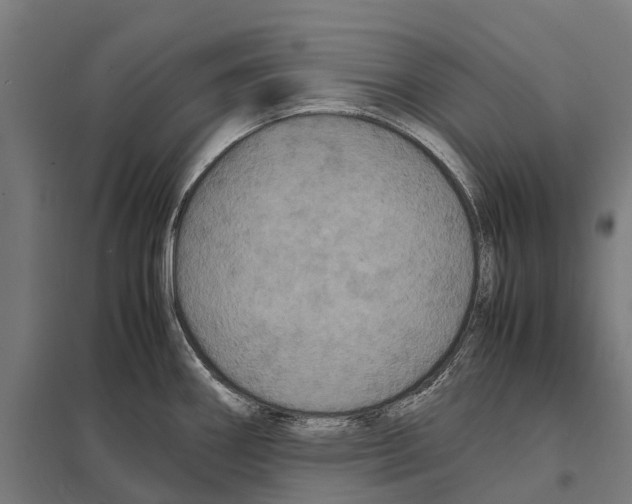 X0000097621290200803281028