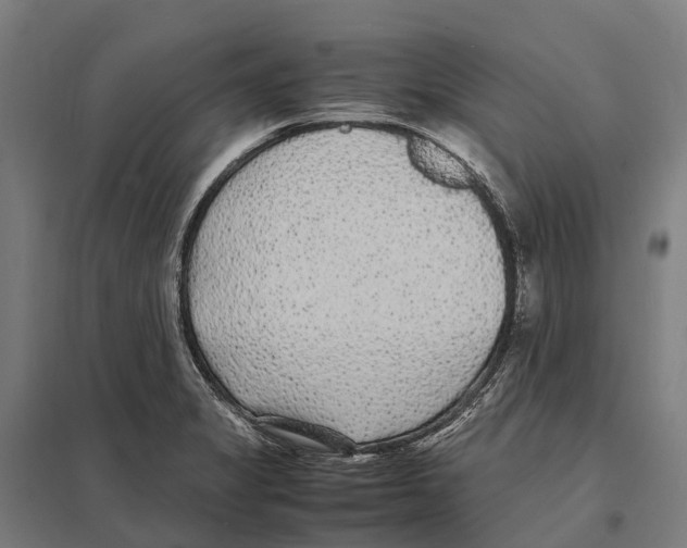 X0000097621325200803281028