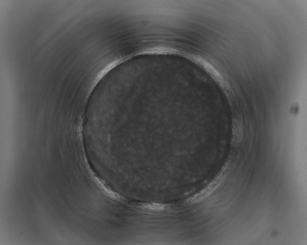 X0000097621329200803281028