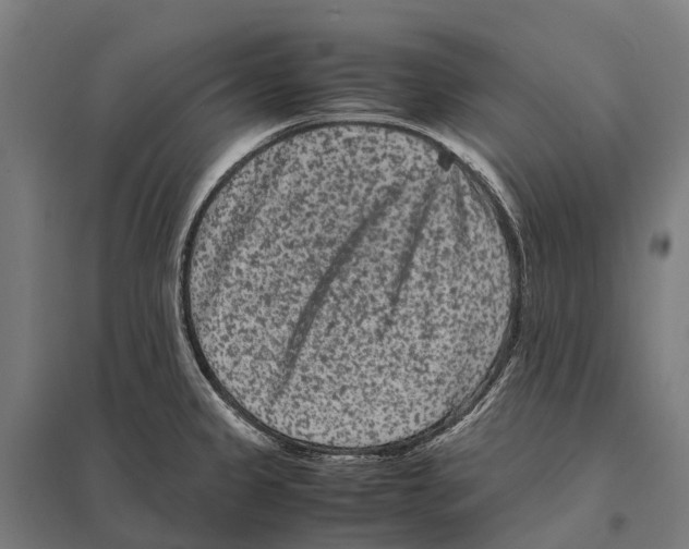 X0000097621333200803281028
