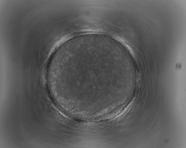 X0000097621357200803281027