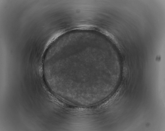 X0000097621362200803281027