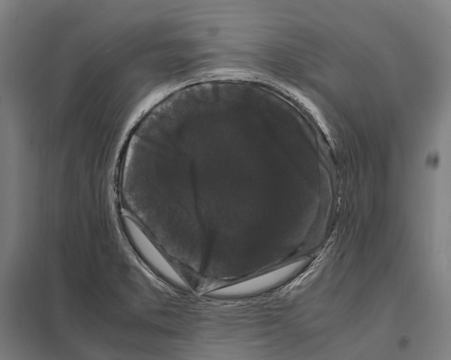 X0000097621373200803281027