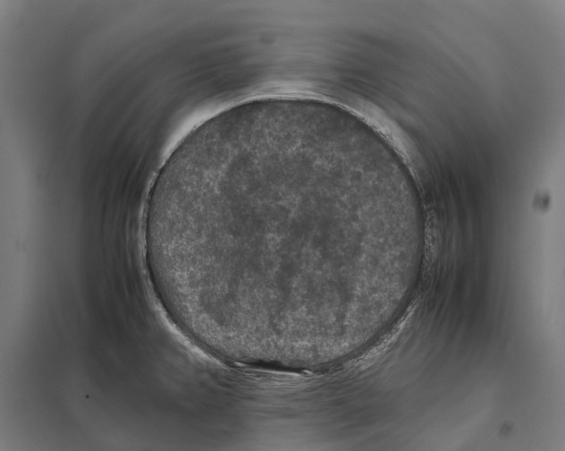 X0000097621382200803281027