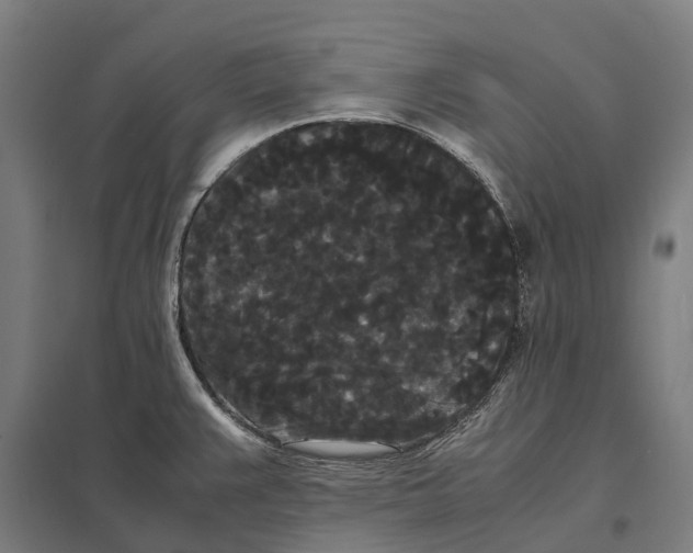 X0000097621383200803281027