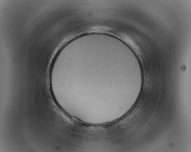 X0000097621384200803281027