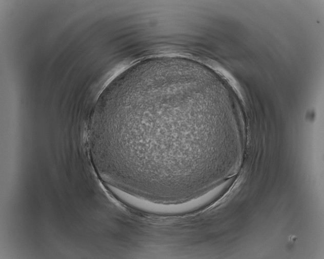 X0000097621385200803281027